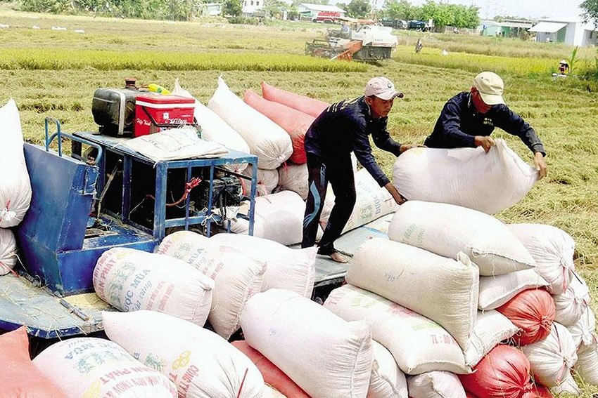 Lý do Việt Nam nhập hàng triệu tấn lúa từ Campuchia 